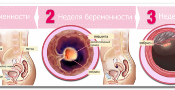 Признаки беременности 2 3 недели после зачатия