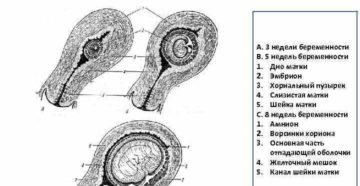 Матка на 5 неделе беременности