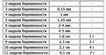 Размер эмбриона 2 недели зачатия Размер эмбриона 2 недели зачатия