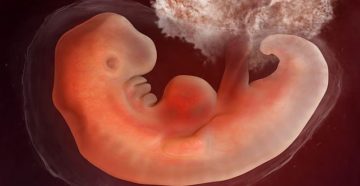 Плод на 4 недели беременности Плод на 4 недели беременности