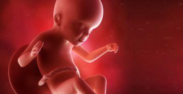 Ребенок в утробе 23 недели Ребенок в утробе 23 недели