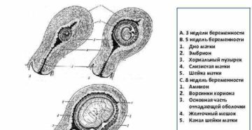 Размеры матки на 8 неделе беременности