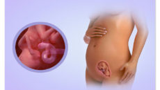 Ребенок в утробе 17 недель