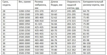 Срок беременности 32 недели вес ребенка