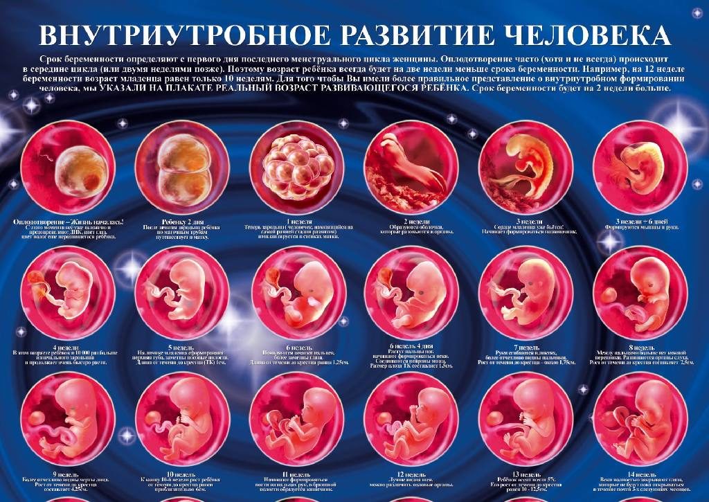 Все недели беременности что происходит