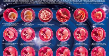 Все недели беременности что происходит