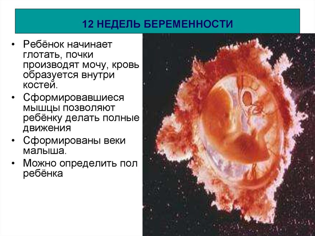 Кровь на 12 неделе беременности