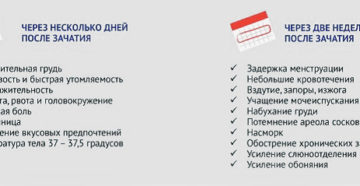 Можно ли определить беременность через 2 недели