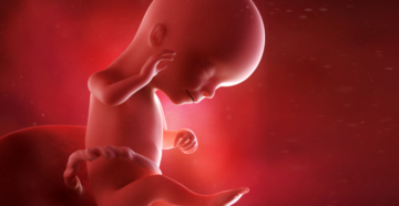 Малыш на 16 недели беременности Малыш на 16 недели беременности