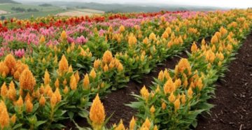 Амарнат Амарнат