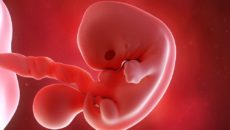 Эмбрион 5 неделе зачатия