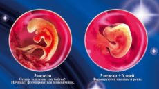 Эмбрион 2 недели от зачатия