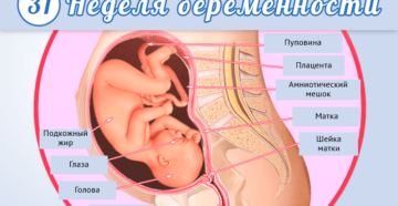 31 Неделя беременности что происходит с малышом